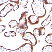 FFPE human placenta sections stained with 100 ul anti-HCG-beta (clone HCGb/459) at 1:50. HIER epitope retrieval prior to staining was performed in 10mM Citrate, pH 6.0.